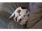Adopt RJ - ~ a Jack Russell Terrier