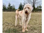 Adopt Prince Jersey a Standard Poodle, Golden Retriever