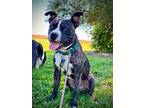 Adopt Odie -ADOPT Me! a Pit Bull Terrier, Boxer