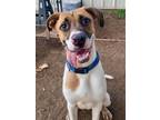 Adopt Harvey a Great Dane, Pit Bull Terrier
