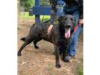Adopt Sargeant a Border Collie, Black Labrador Retriever