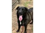 Adopt Major a Border Collie, Black Labrador Retriever