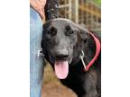 Adopt Becka a Border Collie, Black Labrador Retriever