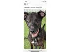 Adopt Tyrone "Jasper" a Labrador Retriever, Dutch Shepherd