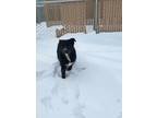 Adopt Alek a Border Collie, Great Pyrenees