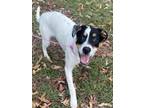 Adopt Tucker a Labrador Retriever, Australian Cattle Dog / Blue Heeler