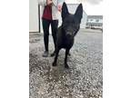 Adopt Kane a German Shepherd Dog