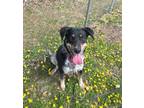 Adopt Strider a Cattle Dog, Mixed Breed