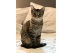 Adopt Gizmo a Domestic Short Hair, Tabby