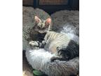 Adopt Rickie Bobby a Domestic Short Hair, Tabby