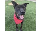 Adopt Bruce a Pit Bull Terrier, Chow Chow
