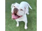 Adopt Wilson a Pit Bull Terrier