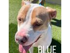 Adopt Blue a Pit Bull Terrier