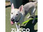 Adopt Zucco A2009721 a Husky, Mixed Breed