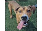 Adopt Scooby a Mixed Breed
