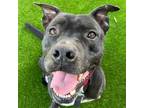 Adopt Mister a American Staffordshire Terrier