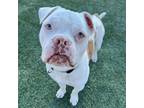 Adopt Salmon a Pit Bull Terrier, Mixed Breed