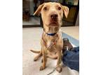 Adopt Tycoon a Vizsla