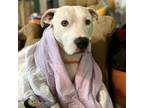 Adopt Reddy a Pit Bull Terrier