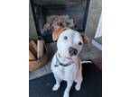 Adopt Joey a American Staffordshire Terrier