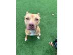 Adopt Dylan a Staffordshire Bull Terrier