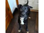 Adopt Snape a Black Labrador Retriever