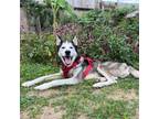 Adopt Teddy Bear a Husky