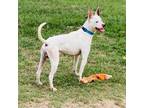 Adopt Augie a American Staffordshire Terrier