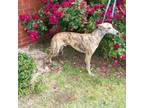 Whippet Puppy for sale in Owasso, OK, USA