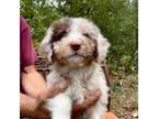 Mutt Puppy for sale in Dallas, TX, USA