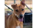 Adopt Grace aka Spice JuM a Basenji / Shepherd (Unknown Type) / Mixed dog in Von