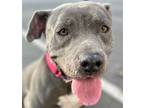 Adopt Bonnie (Darla) - Adopt Me! a American Staffordshire Terrier / Terrier