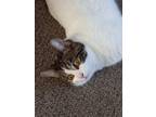 Adopt Lightning a Domestic Shorthair cat in Steinbach, MB (37499644)
