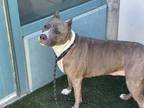 Adopt BELLA a Brindle - with White American Staffordshire Terrier / Mixed dog in