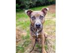Adopt Roscoe a Mixed Breed (Medium) / Mixed dog in Douglasville, GA (37672896)