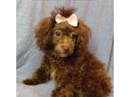Poodle (Toy) Puppy for sale in Lumberton, MS, USA