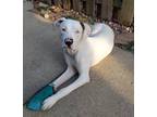 Adopt Queso a White Dogo Argentino / Mixed dog in Aurora, IL (38066901)