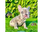 Lilac Merle French Bulldog Pup