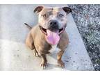 Adopt *MAPLE a Brown/Chocolate - with White American Pit Bull Terrier / Mixed