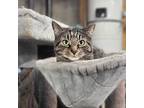 Adopt Kayla a Gray, Blue or Silver Tabby Domestic Shorthair / Mixed cat in