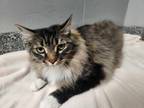 Adopt Cookie a Domestic Long Hair