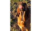 Adopt Holly a Bloodhound