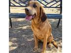 Adopt Scarlet a Redbone Coonhound, Bloodhound