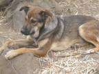 Adopt Dina German Shep or mix - Female California a German Shepherd Dog