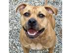 Adopt Pebbles a Tan/Yellow/Fawn Mixed Breed (Medium) / Mixed dog in West Olive