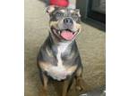 Adopt Stella a Gray/Blue/Silver/Salt & Pepper American Staffordshire Terrier /
