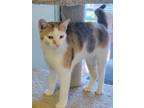 Adopt Willow a Calico, Domestic Short Hair