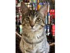 Adopt Sophie a Domestic Short Hair, Tabby