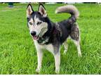 Adopt Hanna a Siberian Husky