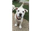 Adopt Boomer a White Shar Pei / Labrador Retriever / Mixed dog in Santa Barbara